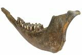 Pleistocene Aged Fossil Bison Jaw Bone - Kansas #152245-8